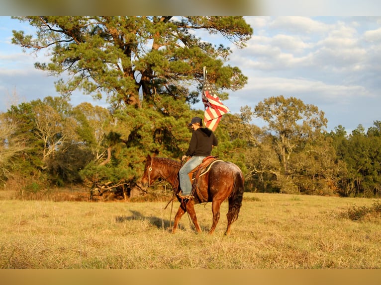 American Quarter Horse Gelding 7 years 14.2 hh Roan-Red in Rusk