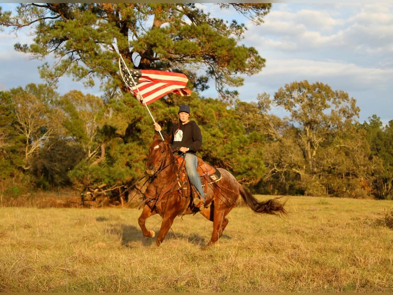 American Quarter Horse Gelding 7 years 14.2 hh Roan-Red in Rusk