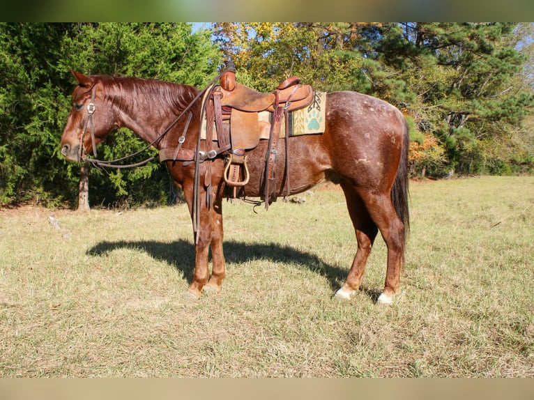 American Quarter Horse Gelding 7 years 14.2 hh Roan-Red in Rusk