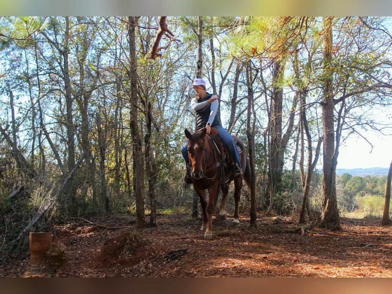 American Quarter Horse Gelding 7 years 14.2 hh Roan-Red in Rusk