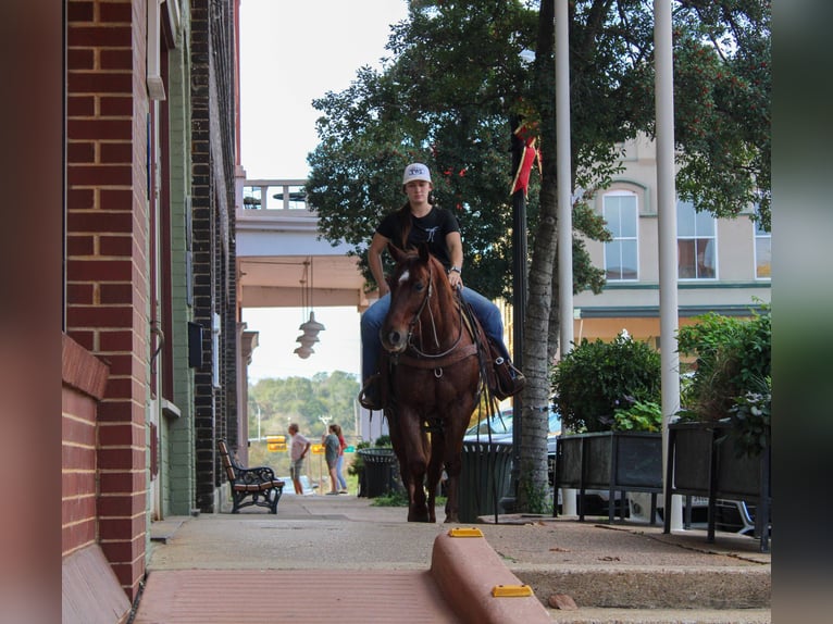 American Quarter Horse Gelding 7 years 14.2 hh Roan-Red in Rusk