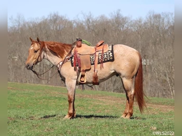 American Quarter Horse Gelding 7 years 14,2 hh Roan-Red in Brooksville, KY