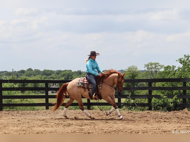 American Quarter Horse Gelding 7 years 14,2 hh Roan-Red in Brooksville, KY