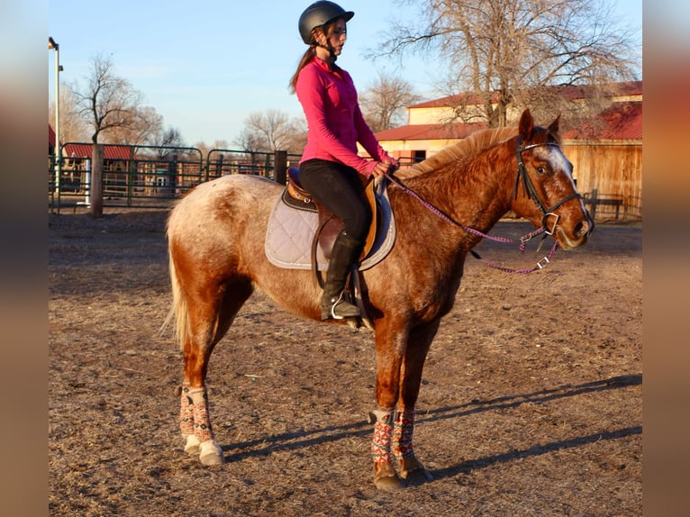 American Quarter Horse Gelding 7 years 14.2 hh Roan-Red in Fort Collins CO