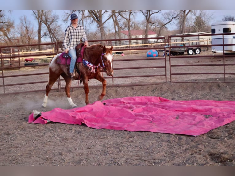 American Quarter Horse Gelding 7 years 14.2 hh Roan-Red in Fort Collins CO