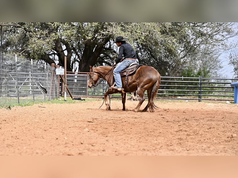 American Quarter Horse Gelding 7 years 14,2 hh Sorrel in Waco