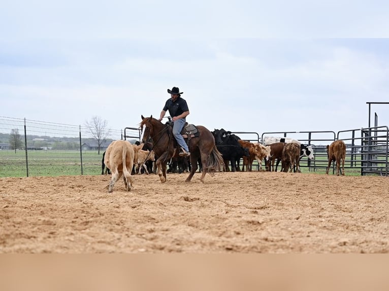 American Quarter Horse Gelding 7 years 14,2 hh Sorrel in Waco