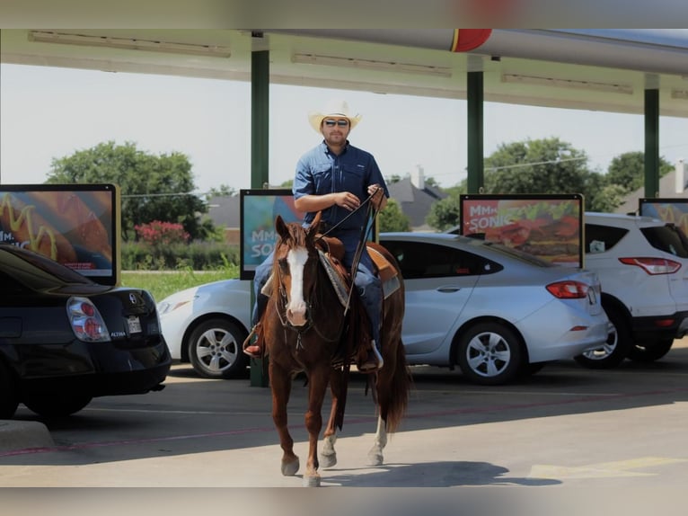 American Quarter Horse Gelding 7 years 14,2 hh Sorrel in Van, TX