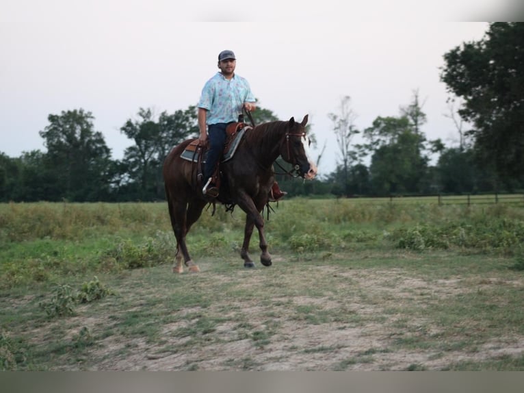 American Quarter Horse Gelding 7 years 14,2 hh Sorrel in Van, TX