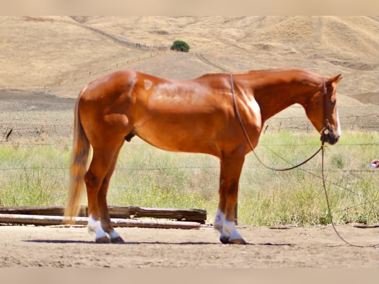 American Quarter Horse Gelding 7 years 14.2 hh Sorrel in Tres Pinos