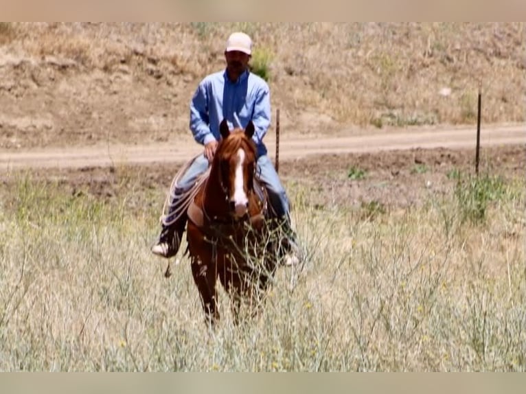 American Quarter Horse Gelding 7 years 14.2 hh Sorrel in Tres Pinos