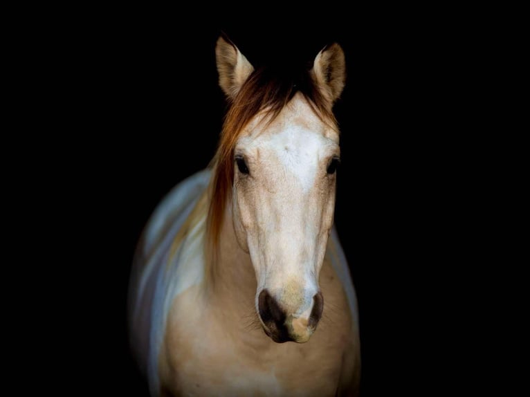 American Quarter Horse Gelding 7 years 14,2 hh Tobiano-all-colors in Weatherford TX