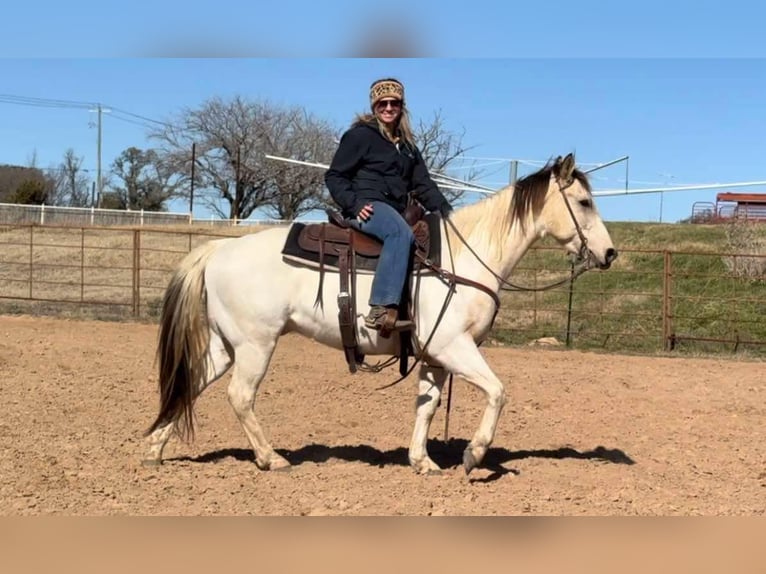 American Quarter Horse Gelding 7 years 14,2 hh Tobiano-all-colors in Weatherford TX