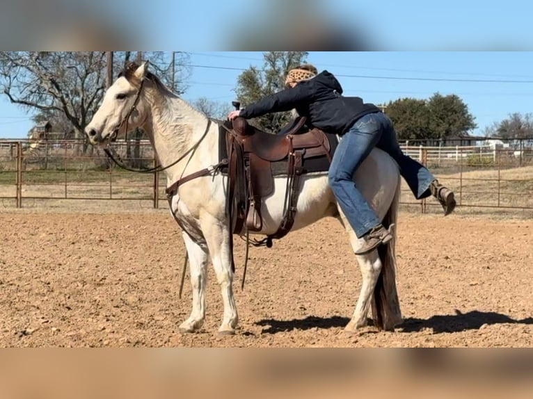 American Quarter Horse Gelding 7 years 14,2 hh Tobiano-all-colors in Weatherford TX