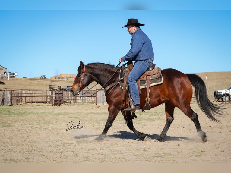 American Quarter Horse Gelding 7 years 14.3 hh Bay in Broken Bow
