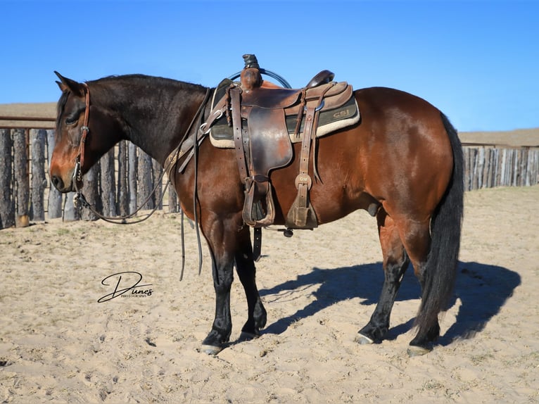 American Quarter Horse Gelding 7 years 14.3 hh Bay in Broken Bow