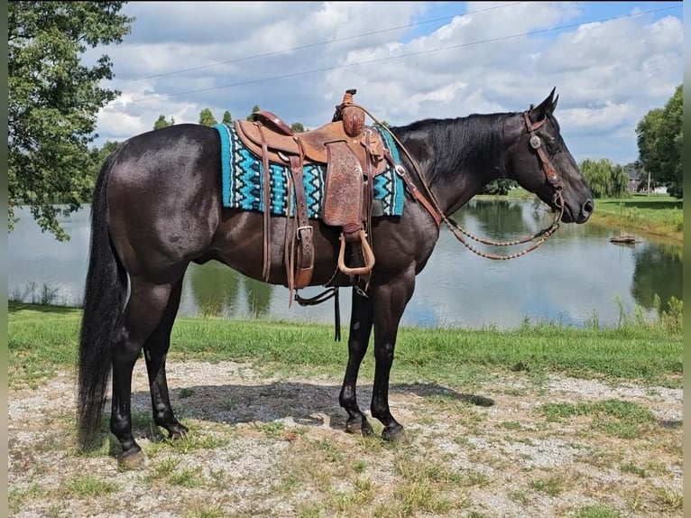 American Quarter Horse Gelding 7 years 14,3 hh Black in Robards, KY