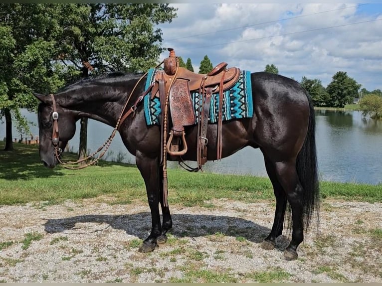 American Quarter Horse Gelding 7 years 14,3 hh Black in Robards, KY