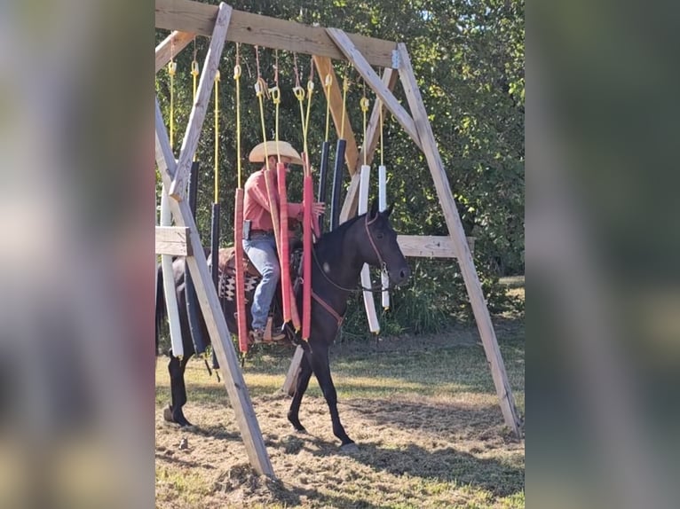 American Quarter Horse Gelding 7 years 14,3 hh Black in Robards, KY