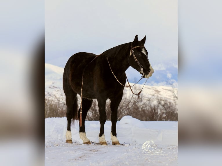 American Quarter Horse Mix Gelding 7 years 14,3 hh Black in Cody, WY