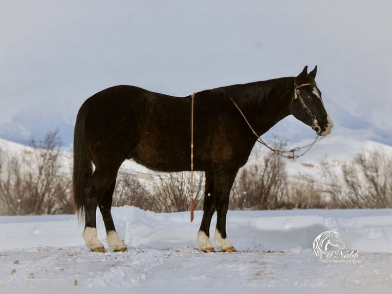 American Quarter Horse Mix Gelding 7 years 14,3 hh Black in Cody, WY