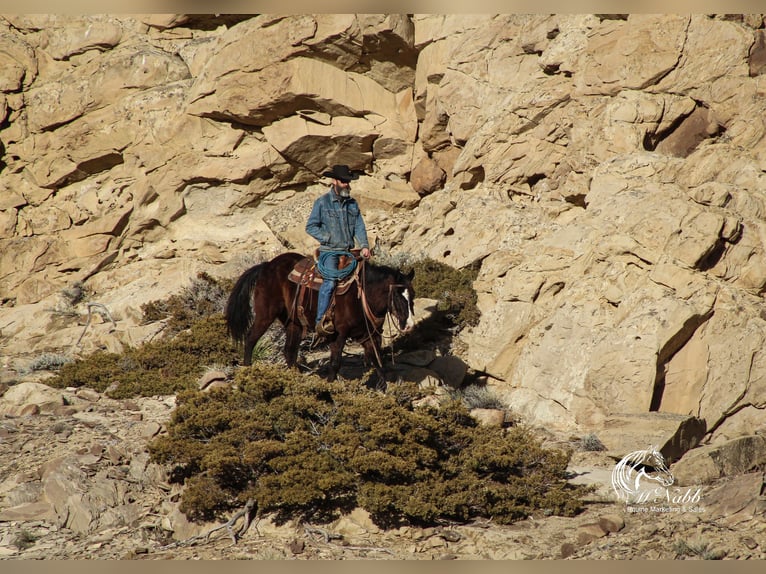 American Quarter Horse Mix Gelding 7 years 14,3 hh Black in Cody, WY