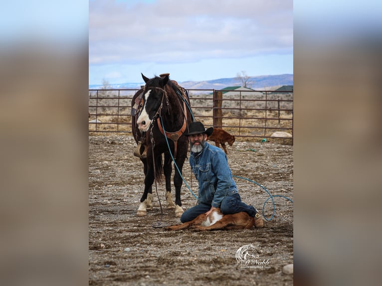 American Quarter Horse Mix Gelding 7 years 14,3 hh Black in Cody, WY