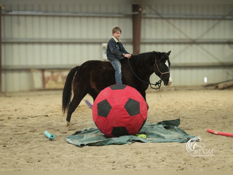 American Quarter Horse Mix Gelding 7 years 14,3 hh Black in Cody, WY