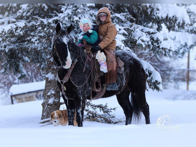 American Quarter Horse Mix Gelding 7 years 14,3 hh Black in Cody, WY