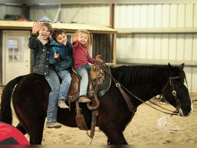 American Quarter Horse Mix Gelding 7 years 14,3 hh Black in Cody, WY