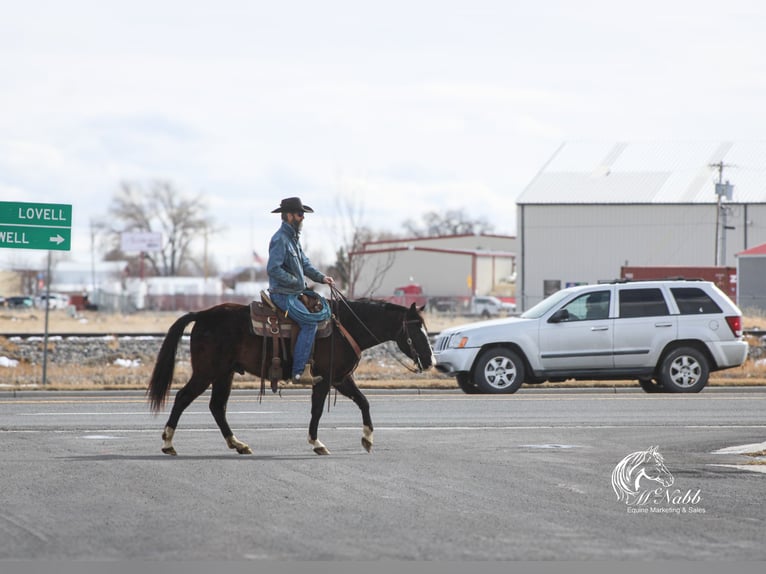 American Quarter Horse Mix Gelding 7 years 14,3 hh Black in Cody, WY