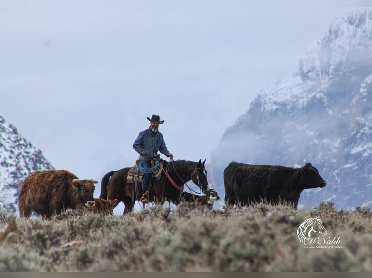 American Quarter Horse Mix Gelding 7 years 14,3 hh Black in Cody, WY