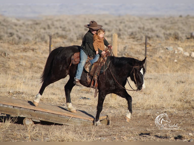 American Quarter Horse Mix Gelding 7 years 14,3 hh Black in Cody, WY