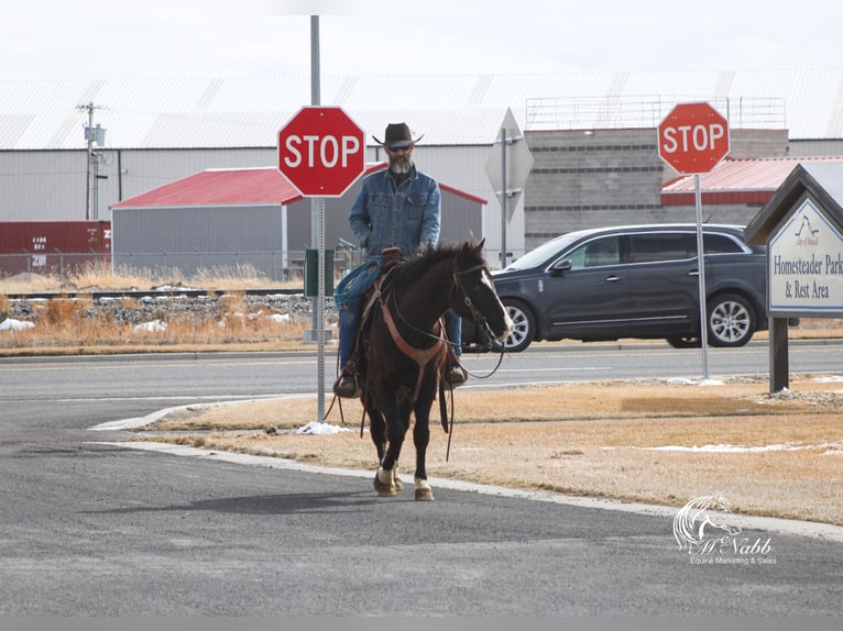 American Quarter Horse Mix Gelding 7 years 14,3 hh Black in Cody, WY