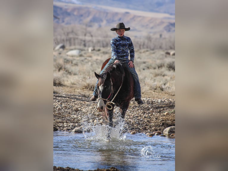 American Quarter Horse Mix Gelding 7 years 14,3 hh Black in Cody, WY