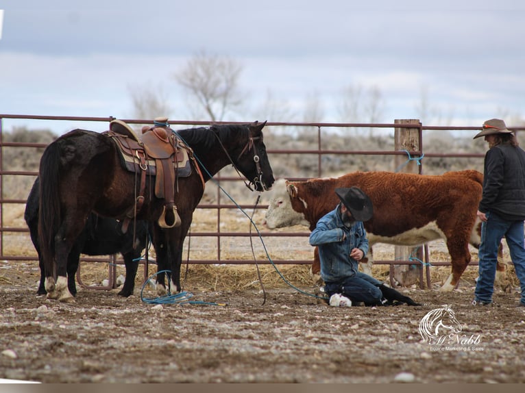 American Quarter Horse Mix Gelding 7 years 14,3 hh Black in Cody, WY