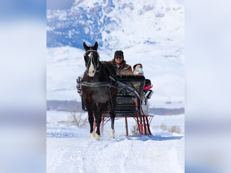 American Quarter Horse Mix Gelding 7 years 14,3 hh Black in Cody, WY