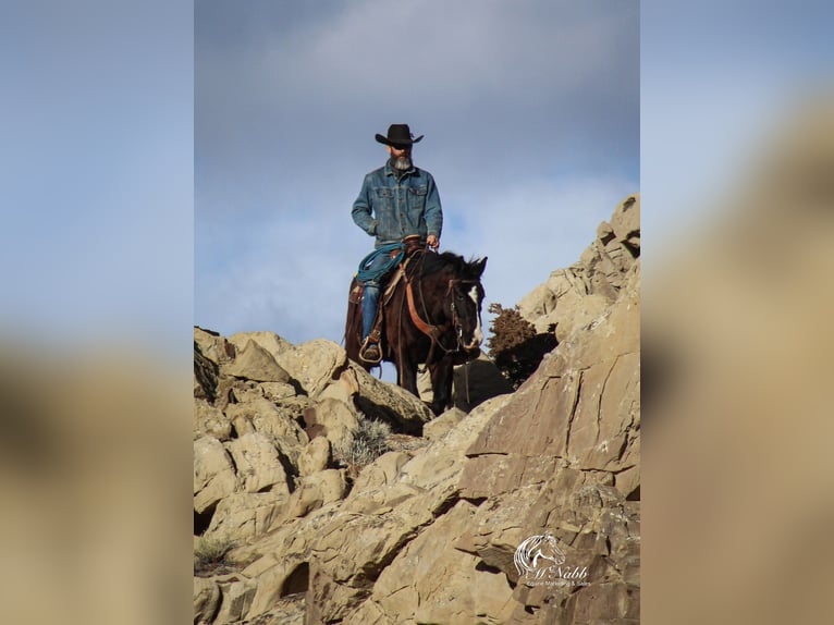 American Quarter Horse Mix Gelding 7 years 14,3 hh Black in Cody, WY
