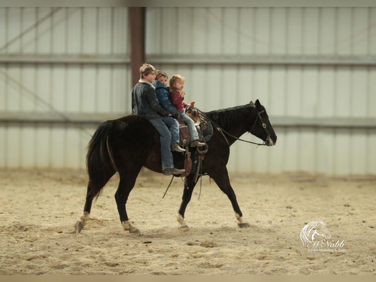 American Quarter Horse Mix Gelding 7 years 14,3 hh Black in Cody, WY