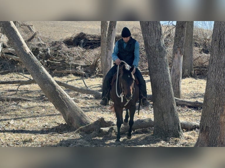 American Quarter Horse Gelding 7 years 14.3 hh Brown in Cincinnati