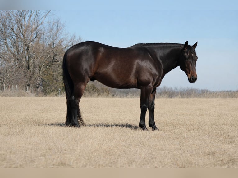 American Quarter Horse Gelding 7 years 14.3 hh Brown in Cincinnati