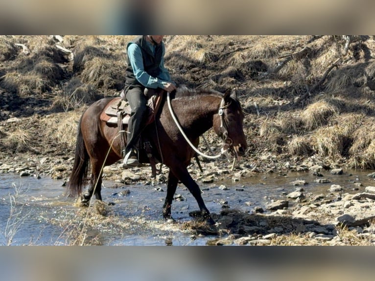 American Quarter Horse Gelding 7 years 14.3 hh Brown in Cincinnati