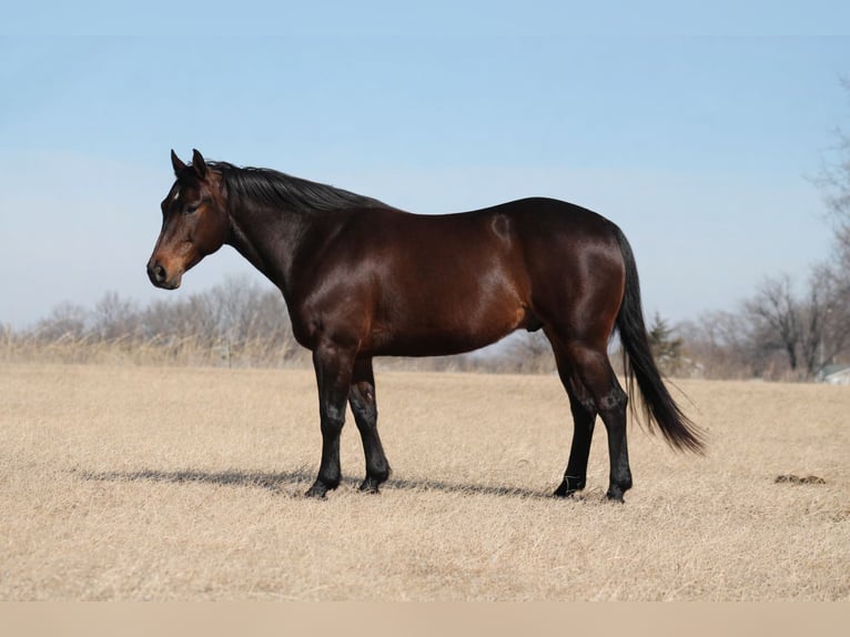 American Quarter Horse Gelding 7 years 14.3 hh Brown in Cincinnati
