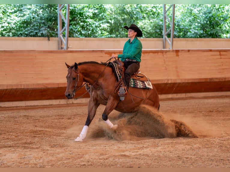 American Quarter Horse Gelding 7 years 14,3 hh Brown in Aindling