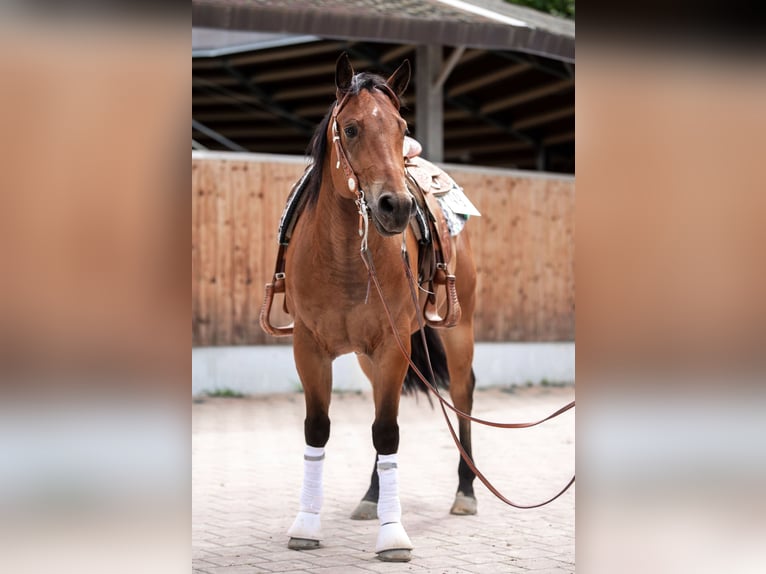 American Quarter Horse Gelding 7 years 14,3 hh Brown in Aindling