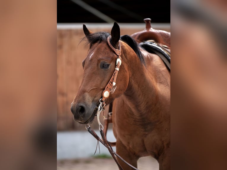 American Quarter Horse Gelding 7 years 14,3 hh Brown in Aindling