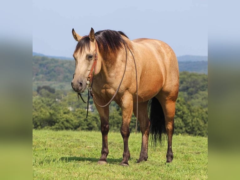 American Quarter Horse Mix Gelding 7 years 14,3 hh Buckskin in Shippenville, PA
