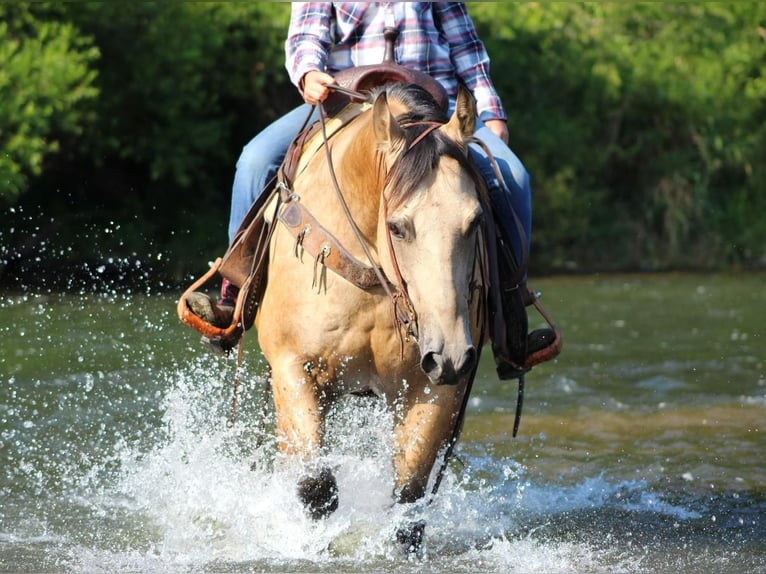 American Quarter Horse Mix Gelding 7 years 14,3 hh Buckskin in Shippenville, PA