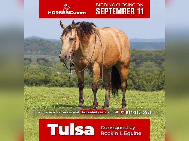 American Quarter Horse Mix Gelding 7 years 14,3 hh Buckskin in Shippenville, PA