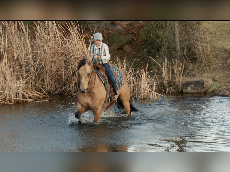 American Quarter Horse Gelding 7 years 14,3 hh Buckskin in Morrilton